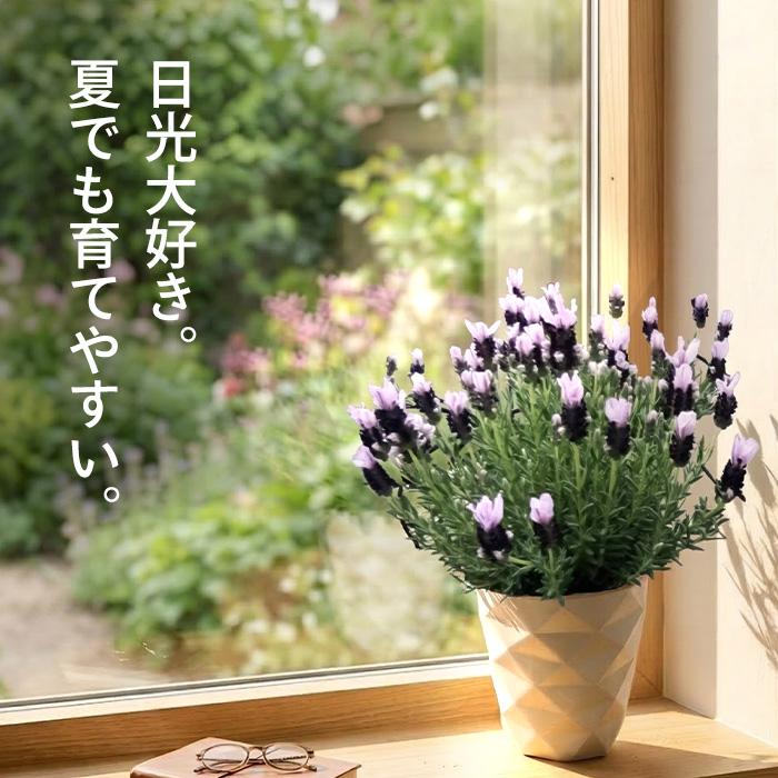 日本花キ流通 予約販売 ラベンダー 苗 金魚の舞 5号鉢 フレンチ