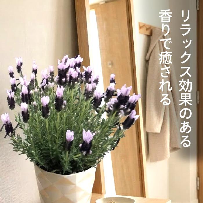 日本花キ流通 予約販売 ラベンダー 苗 金魚の舞 5号鉢 フレンチ