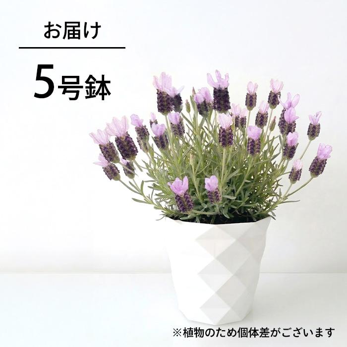 日本花キ流通 予約販売 ラベンダー 苗 金魚の舞 5号鉢 フレンチ