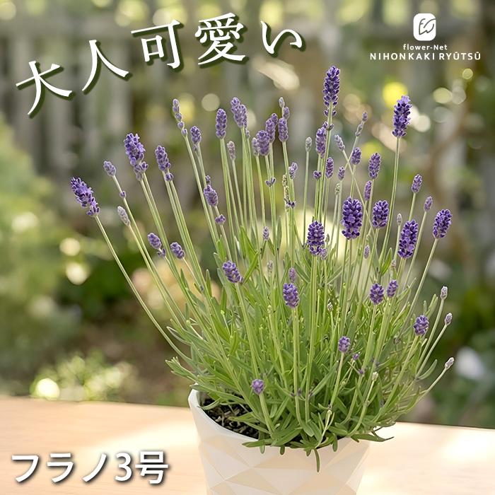 日本花キ流通 予約販売 ラベンダー 苗 フラノ3号 5号鉢 イングリッシュ