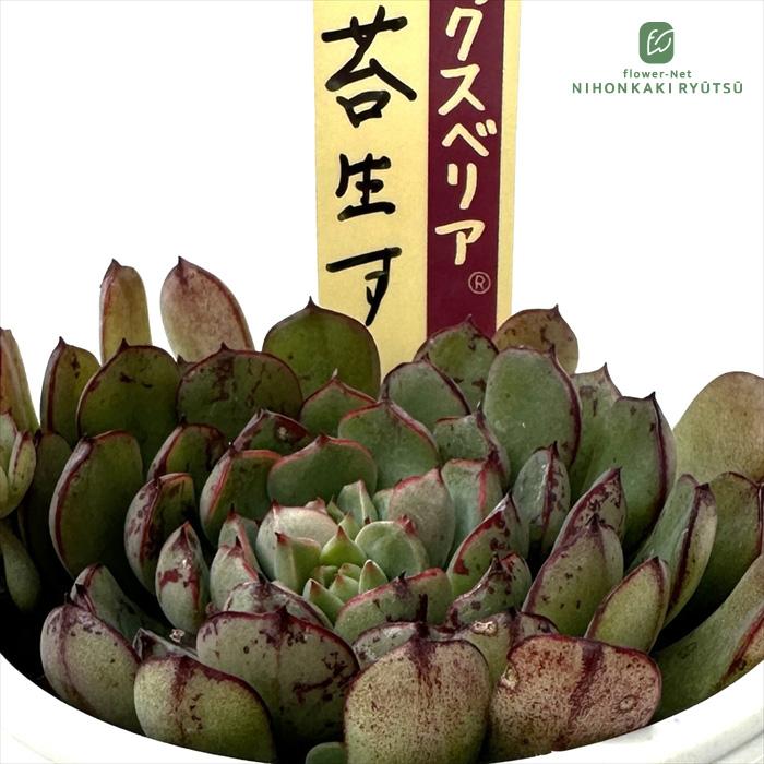 多肉植物 oriミックスベリア No.071 苔生す おらいさん苗 送料無料