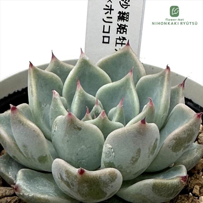 多肉植物 yukエケベリア 沙羅姫牡丹×ホリコロ 優木園さんの苗 送料無料