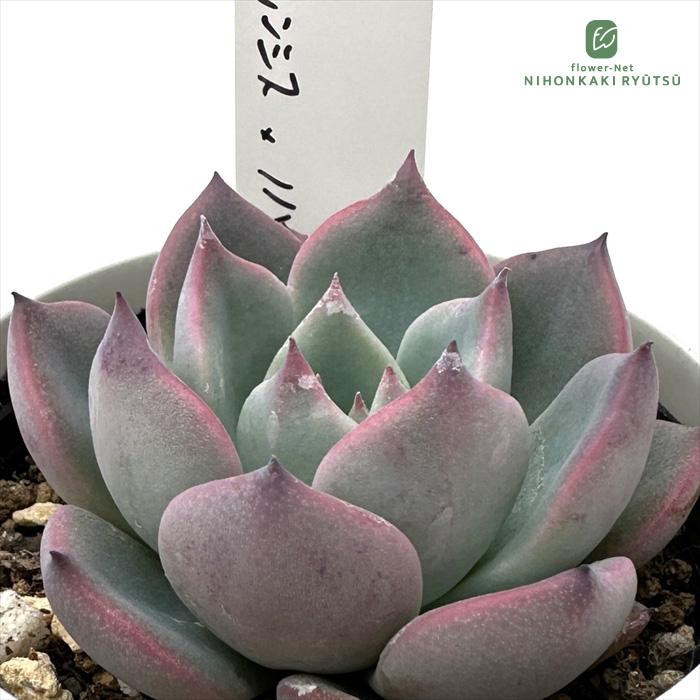 多肉植物 O'sエケベリア Roof×（ラウレンシス×ノバ） O's PLANTS