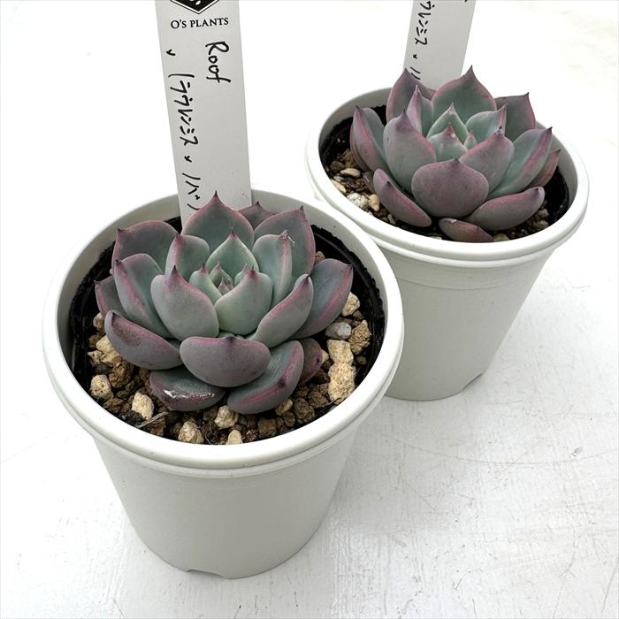 多肉植物 O'sエケベリア Roof×（ラウレンシス×ノバ） O's PLANTS