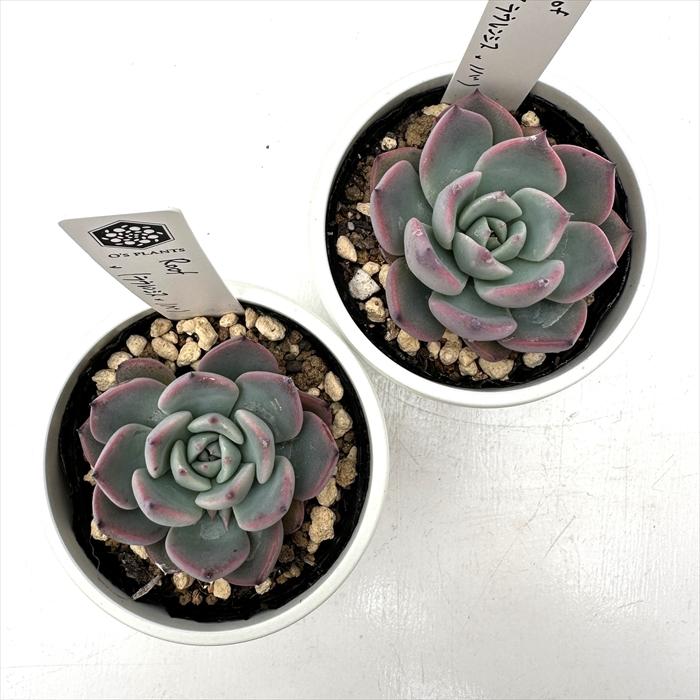 多肉植物^o^  ムラサキ　小苗 多肉植物 O'sエケベリア Roof×（ラウレンシス×ノバ） O's PLANTS