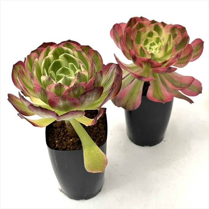 日本花キ流通 多肉植物 caアエオニウム ウジ 多肉植物 アエオニウム