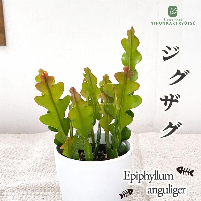 観葉植物 cot エピフィルム アングリガー 3.5号鉢 ジグザグサボテン 観葉植物 小型 小さい 室内 贈り物 プレゼント インテリア おしゃれ（Yahoo!・フラワーネット日本花キ流通）