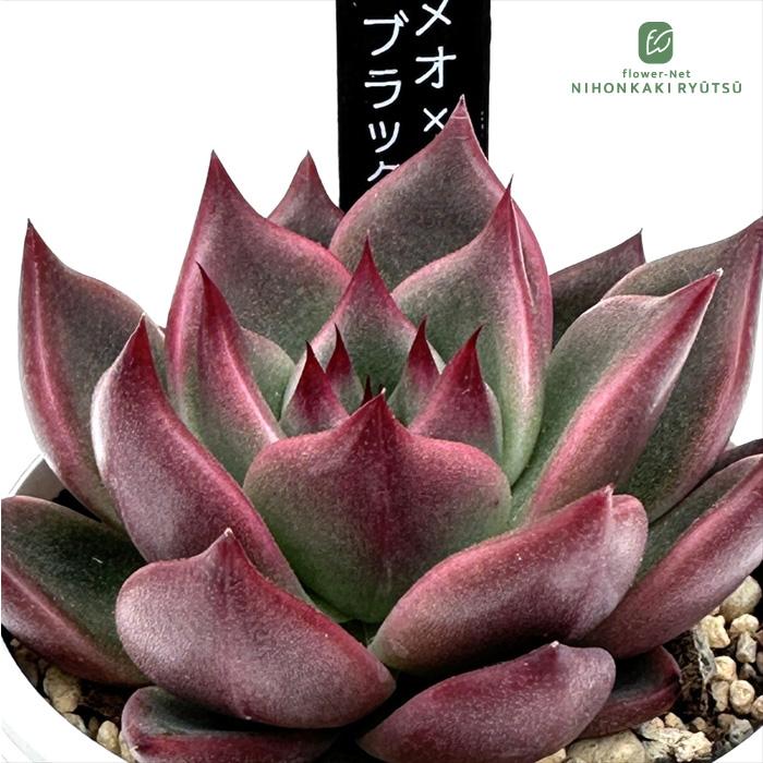 日本花キ流通 多肉植物 はなベリア ロメオ×ブラックサバス 多肉植物 は