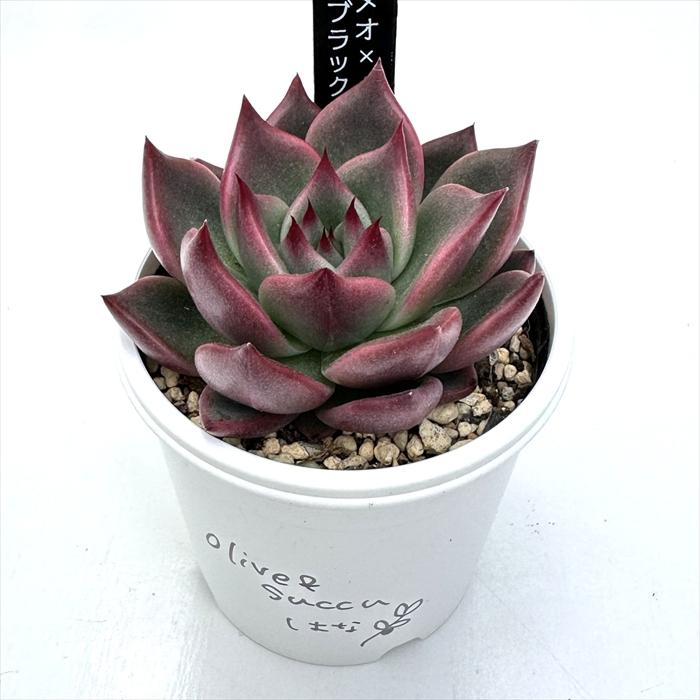 日本花キ流通 多肉植物 はなベリア ロメオ×ブラックサバス 多肉植物 は
