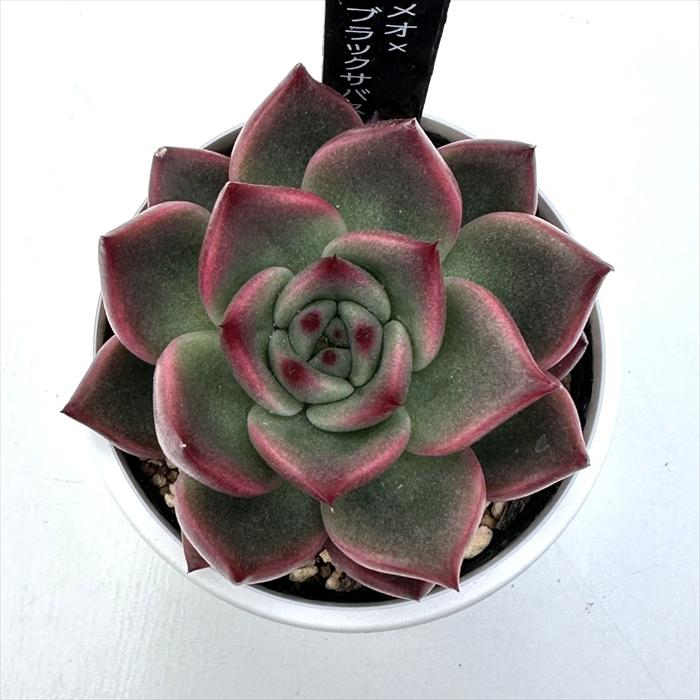 エケベリア 6種 ツヤツヤバキバキセット 抜き苗 多肉植物 多肉植物 Z18 ヒメコウコウ 35株 抜き苗 エケベリア セダム