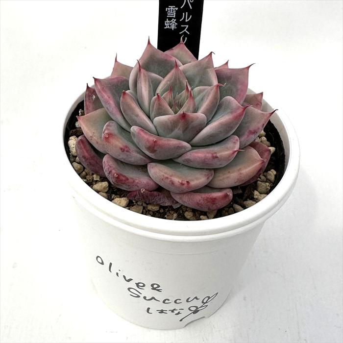 現品　新作　多肉植物　エケベリア　小苗　6株　5cm鉢 エケベリア・セダム 3鉢セット - メルカリ