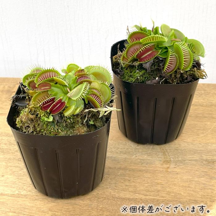 日本花キ流通 食虫植物 ハエトリソウ ジャイアントトラップ 9cmポット