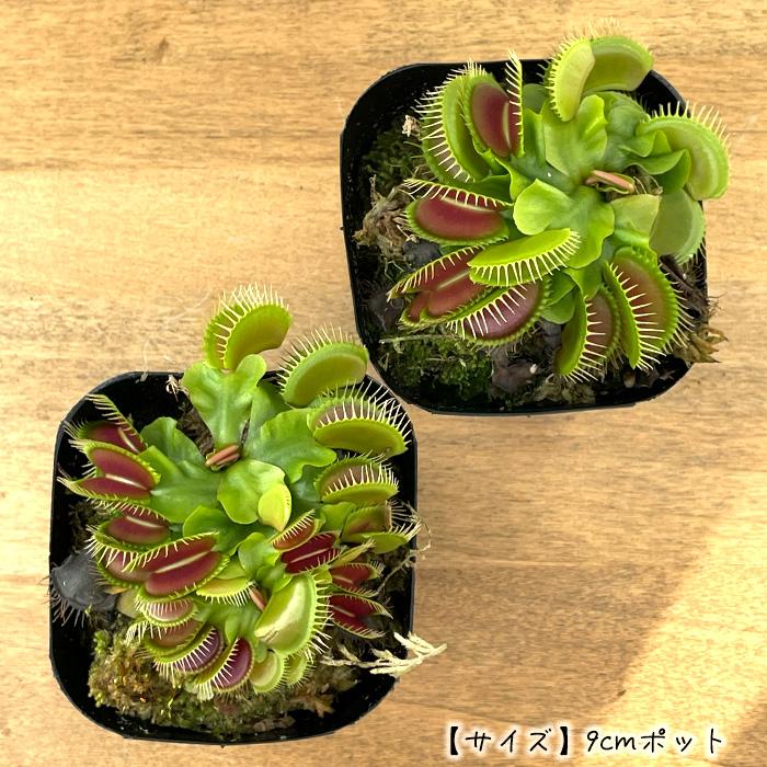 日本花キ流通 食虫植物 ハエトリソウ ジャイアントトラップ 9cmポット