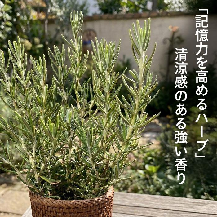 日本花キ流通 ローズマリー 苗 ピンクローズマリー 9cmポット 虫除け