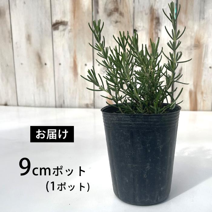 日本花キ流通 ローズマリー 苗 ピンクローズマリー 9cmポット 虫除け