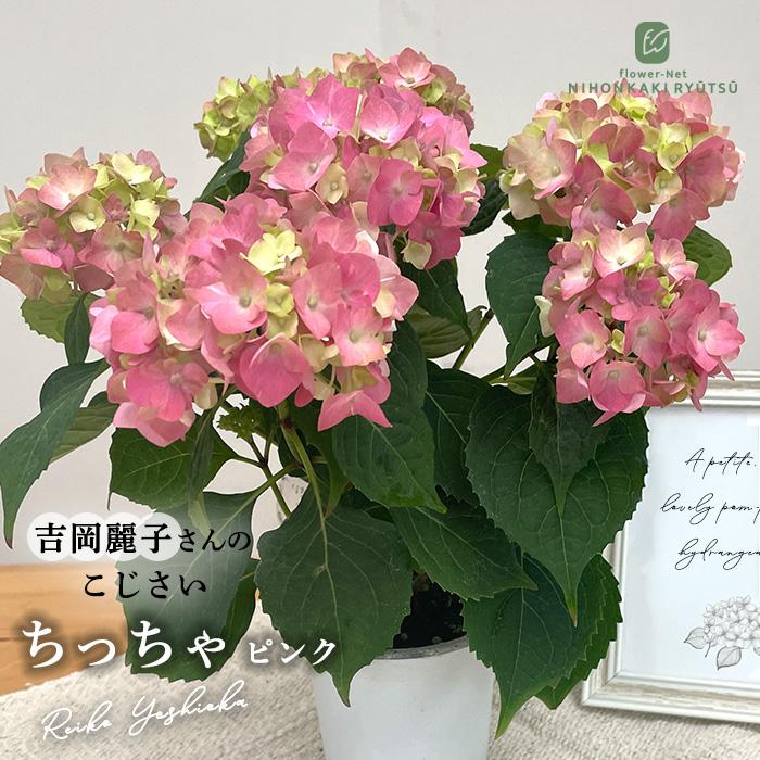 吉岡麗子さんのアジサイ ちっちゃ ピンク 9cmポット こじさい 苗 花苗