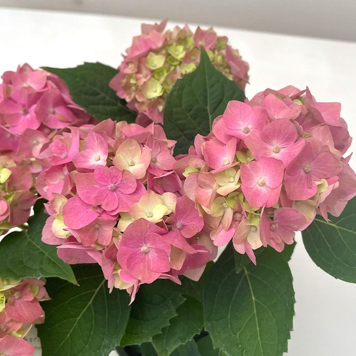 吉岡麗子さんのアジサイ ちっちゃ ピンク 9cmポット こじさい 苗 花苗