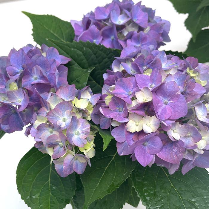 吉岡麗子さんのアジサイ ちっちゃ ブルー 9cmポット こじさい 苗 花苗