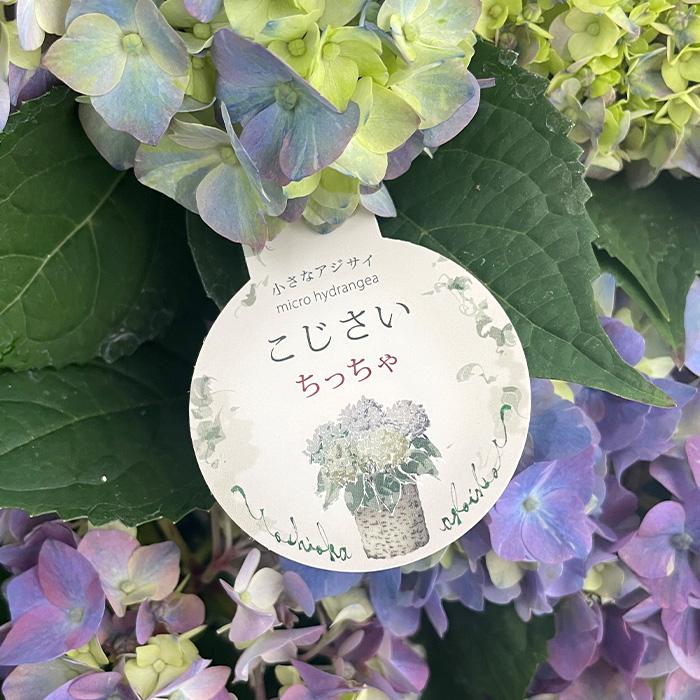 吉岡麗子さんのアジサイ ちっちゃ ブルー 9cmポット こじさい 苗 花苗