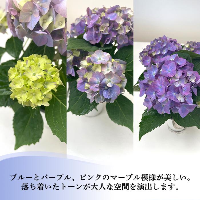 吉岡麗子さんのアジサイ ちっちゃ ブルー 9cmポット こじさい 苗 花苗