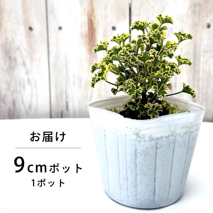 日本花キ流通 ハーブゼラニウム 苗 斑入り レモンゼラニウム 9cmポット