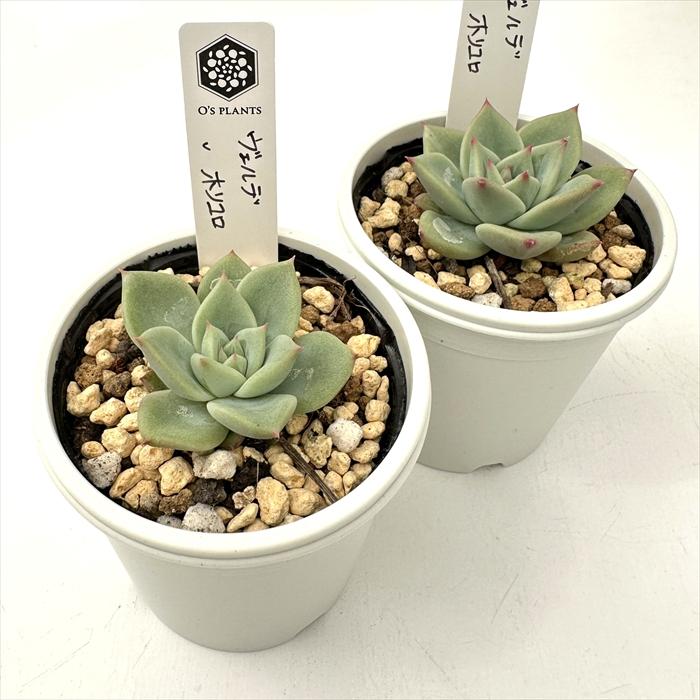 新作 O's PLANTSさん苗 命名株 苔地蔵 ベルリンゼ 札付き 多肉植物 多肉植物 O'sエケベリア ヴェルデ×ホリコロ O's PLANTS オーズプランツ