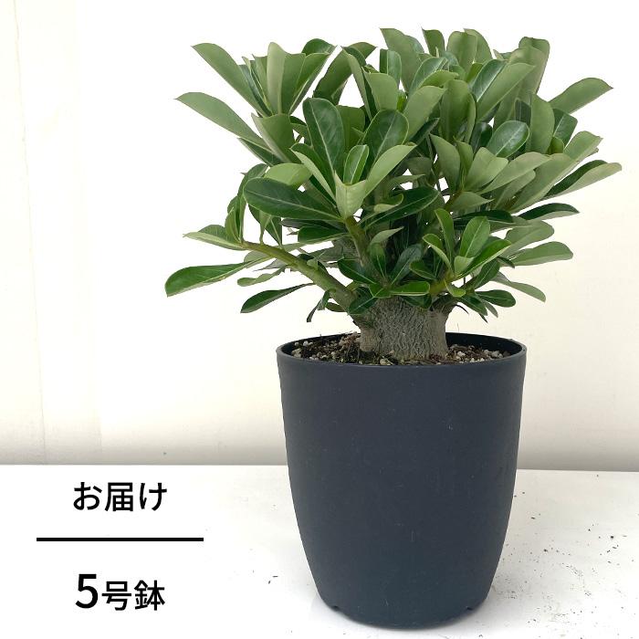 日本花キ流通 多肉植物 caアデニウム 多肉植物 コーデックス 塊根植物