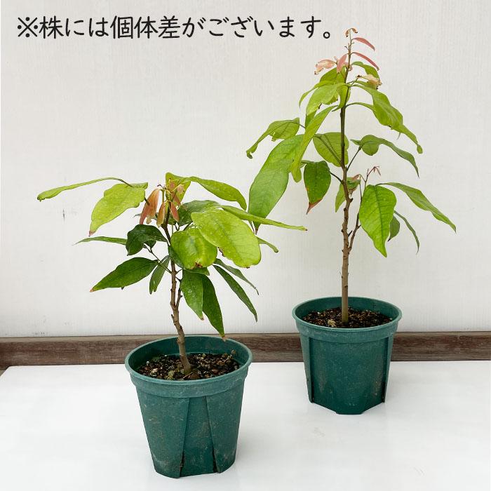日本花キ流通 ライチ 苗 茘枝 5号鉢 送料無料 ライチー レイシ 接木苗