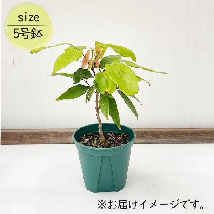 日本花キ流通 ライチ 苗 茘枝 5号鉢 送料無料 ライチー レイシ 接木苗