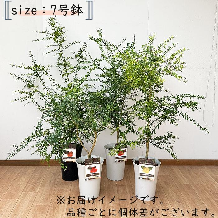 フィンガーライム フレバリーグリーン 7号鉢 2年生苗 苗木 果樹苗 送料