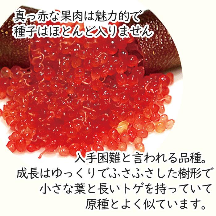 フィンガーライム クリムゾンタイド 7号鉢 2年生苗 苗木 果樹苗 送料