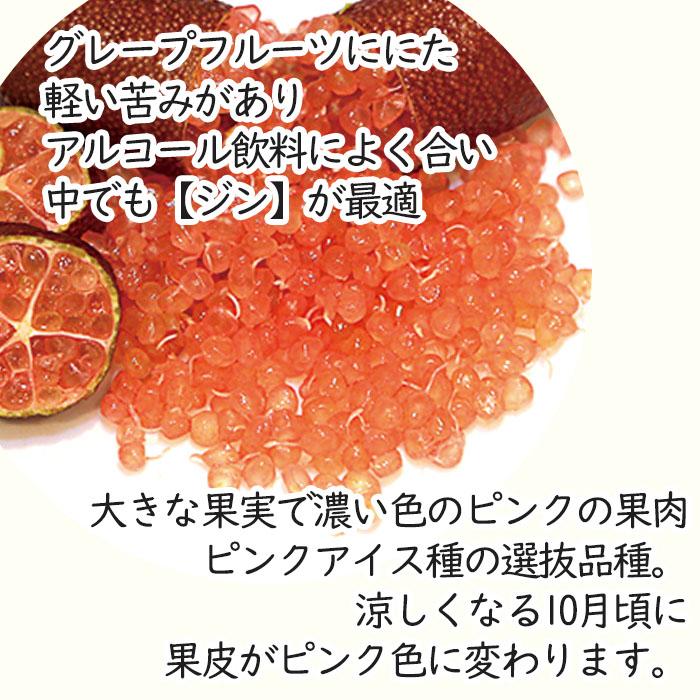 フィンガーライム ミアローズ 7号鉢 2年生苗 苗木 果樹苗 送料無料