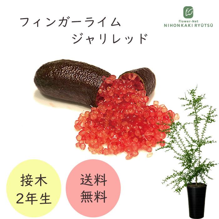 フィンガーライム ジャリレッド 7号鉢 2年生苗 苗木 果樹苗 送料無料