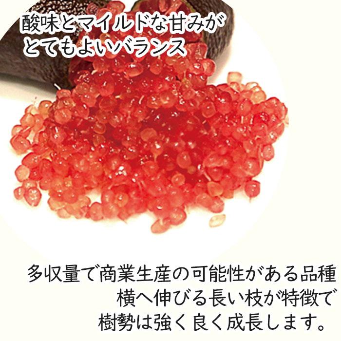 フィンガーライム ジャリレッド 7号鉢 2年生苗 苗木 果樹苗 送料無料