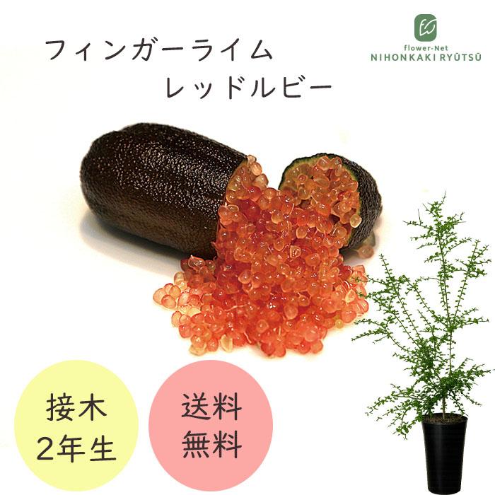 フィンガーライム レッドルビー 7号鉢 2年生苗 苗木 果樹苗 送料無料