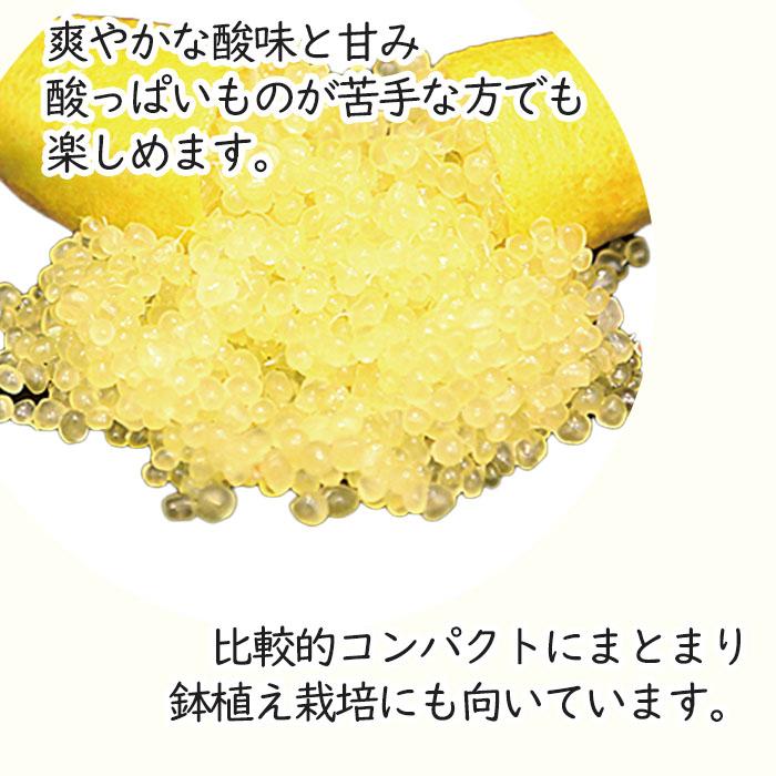 フィンガーライム サンシャインイエロー 7号鉢 2年生苗 苗木 果樹苗