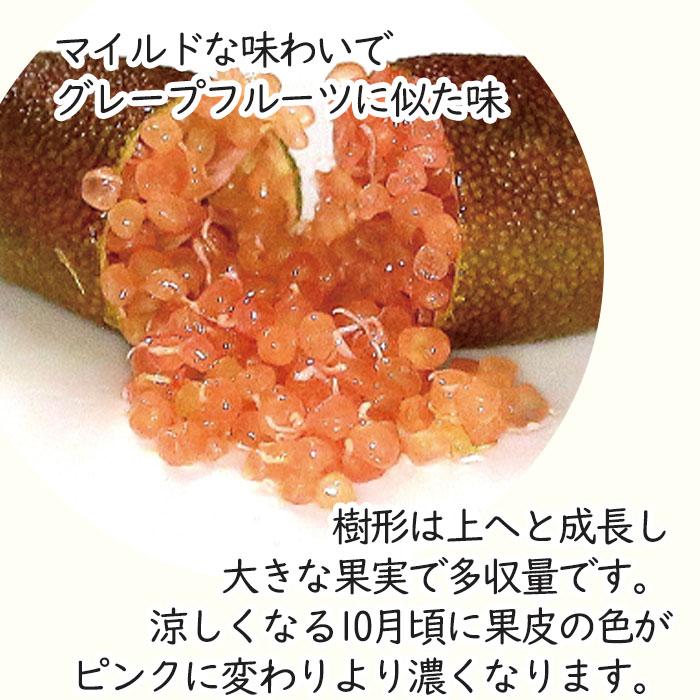 フィンガーライム ピンクアイス 7号鉢 2年生苗 苗木 果樹苗 送料無料