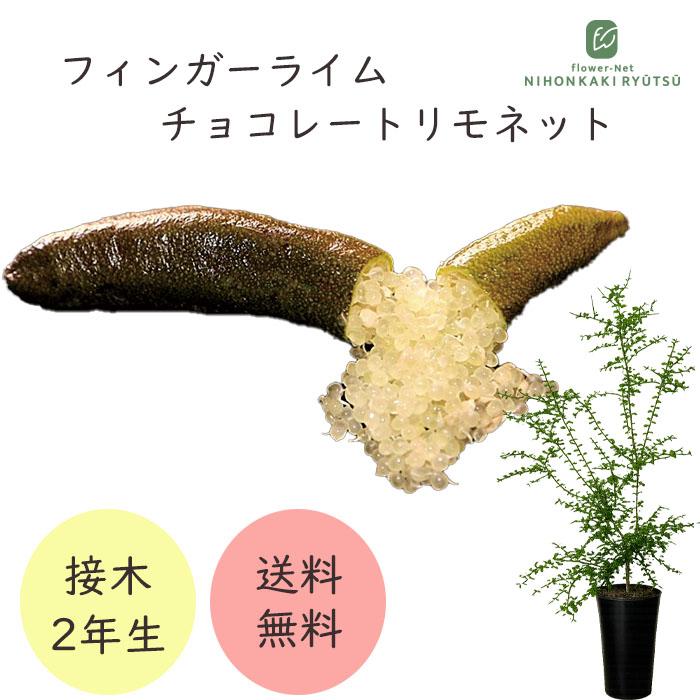 フィンガーライム チョコレートリモネット 7号鉢 2年生苗 苗木 果樹苗