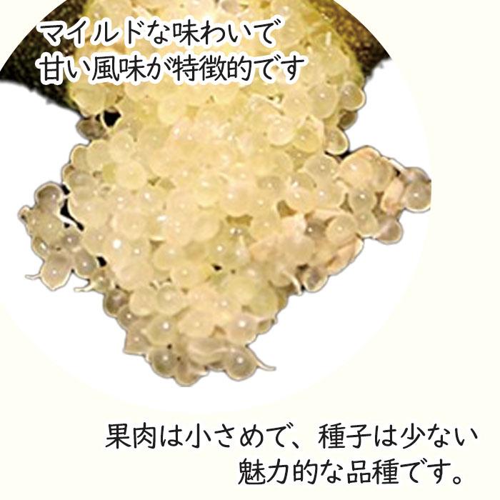 フィンガーライム チョコレートリモネット 7号鉢 2年生苗 苗木 果樹苗