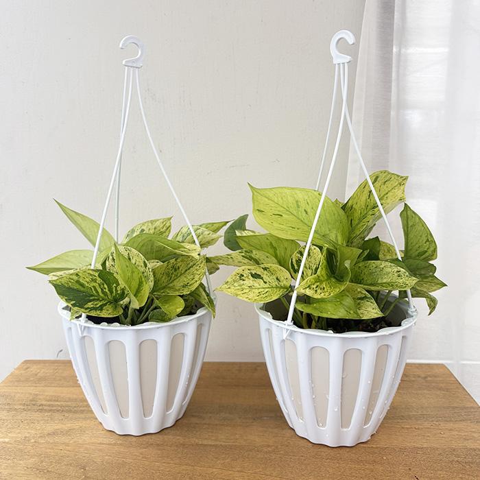 観葉植物 ポトス テルノ No.未定 白ヒミコ 5号鉢 送料無料 室内 贈り物