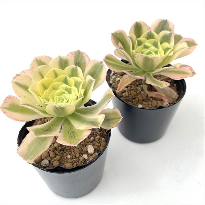 日本花キ流通 多肉植物 caアエオニウム グリーンメデューサ 多肉植物