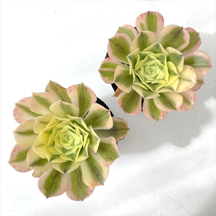 日本花キ流通 多肉植物 caアエオニウム グリーンメデューサ 多肉植物