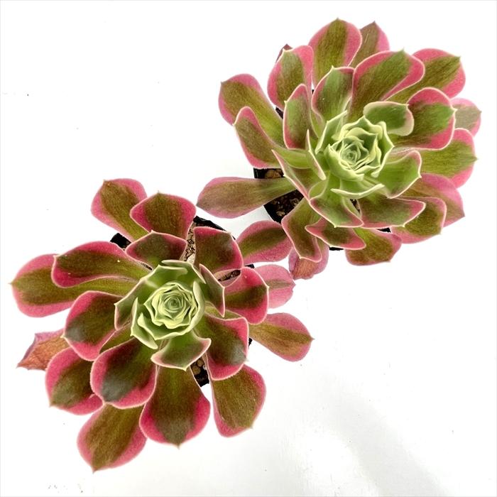 日本花キ流通 多肉植物 caアエオニウム ホワイトフェニックス 多肉植物