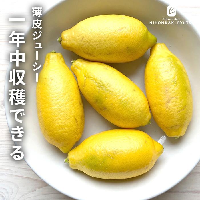 日本花キ流通 【まもなく締め切り】 予約販売 果樹苗 柑橘 パキスタン