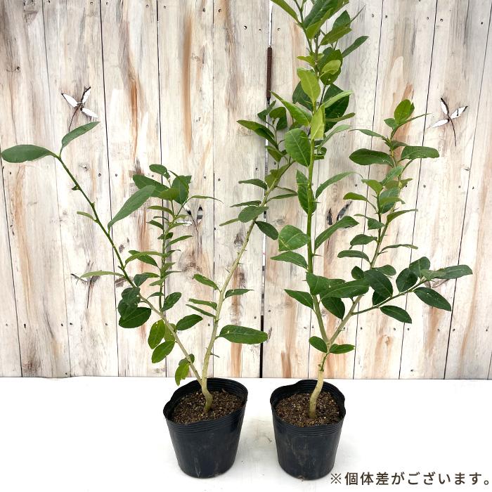 稀少】 パキスタンレモン 花芽付き3年生苗 香水 長レモン【特価】(C