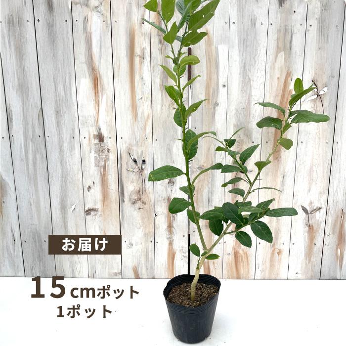 日本花キ流通 予約販売 果樹苗 柑橘 パキスタンレモン 15cmポット 苗木