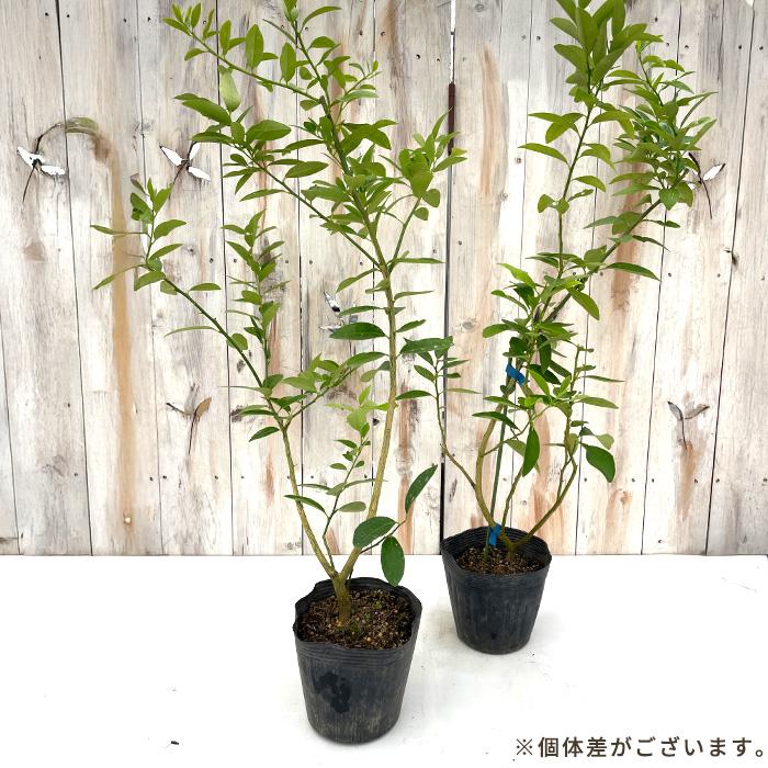 日本花キ流通 果樹苗 柑橘 キンカンライム 15cmポット 苗木 庭木