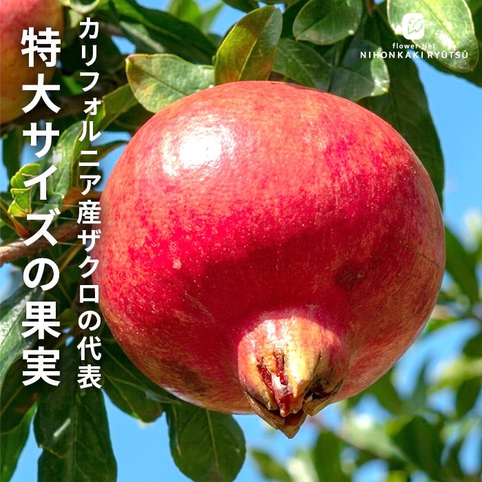 日本花キ流通 予約販売 ザクロ 苗 ワンダフル 12cmポット 送料無料