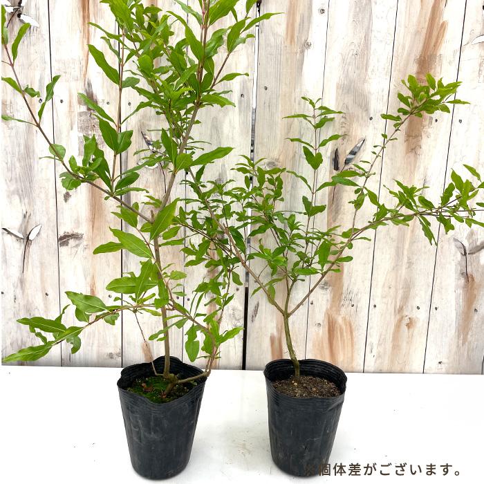 ザクロ苗　ワンダフル 日本花キ流通 予約販売 ザクロ 苗 ワンダフル 12cmポット 送料無料