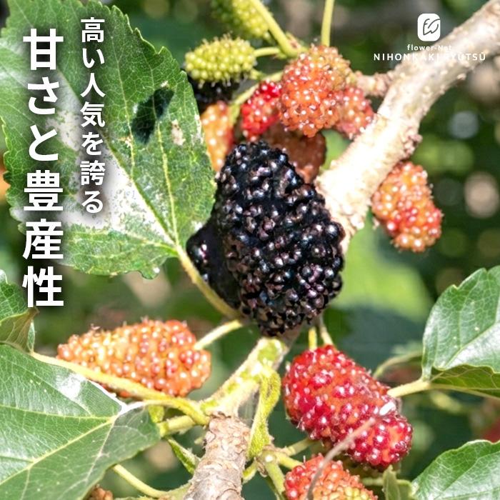 日本花キ流通 マルベリー 苗 マルベリーUSA 12cmポット 桑の実 苗木